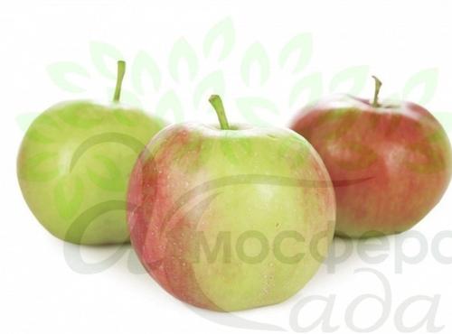 Яблоня Слава Победителям 